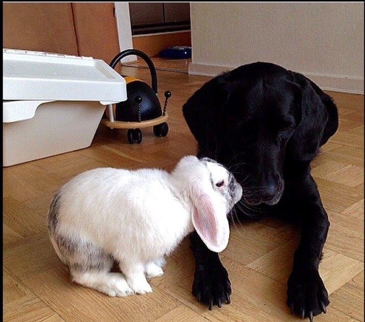 Kanin Chartie's Neuschwanstein Agent 007 - Agent 007 og Lulu billede 3