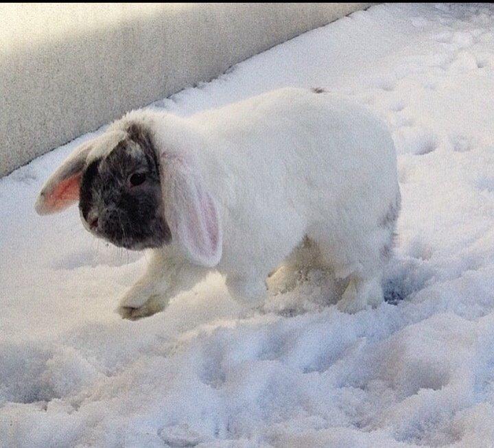 Kanin Chartie's Neuschwanstein Agent 007 billede 4