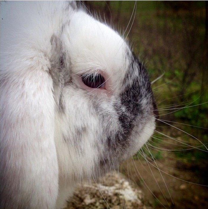 Kanin Chartie's Neuschwanstein Agent 007 billede 7