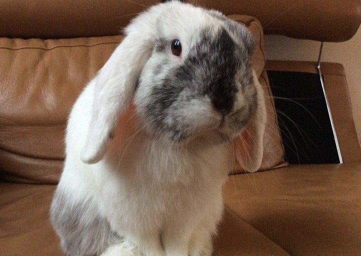 Kanin Chartie's Neuschwanstein Agent 007 billede 6