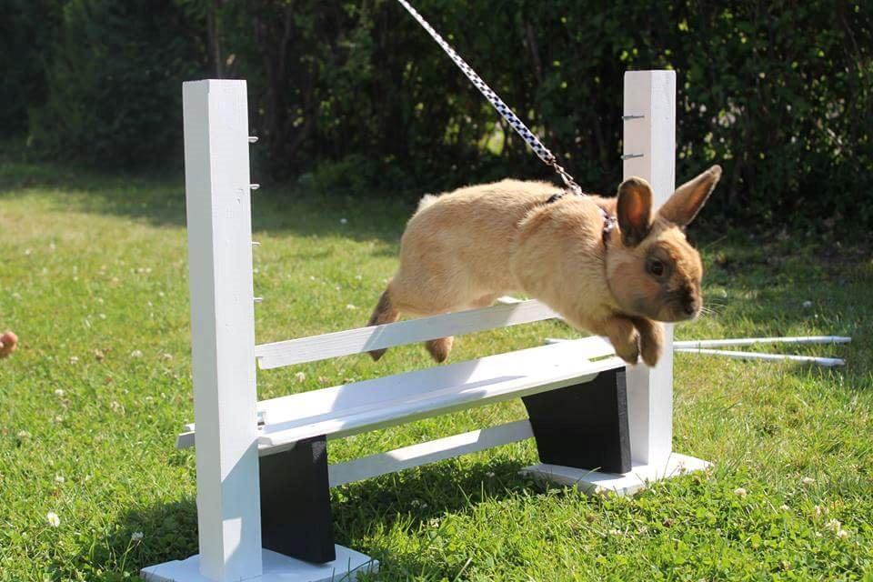 Kanin Maxi billede 11