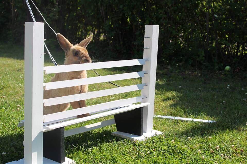 Kanin Maxi billede 9