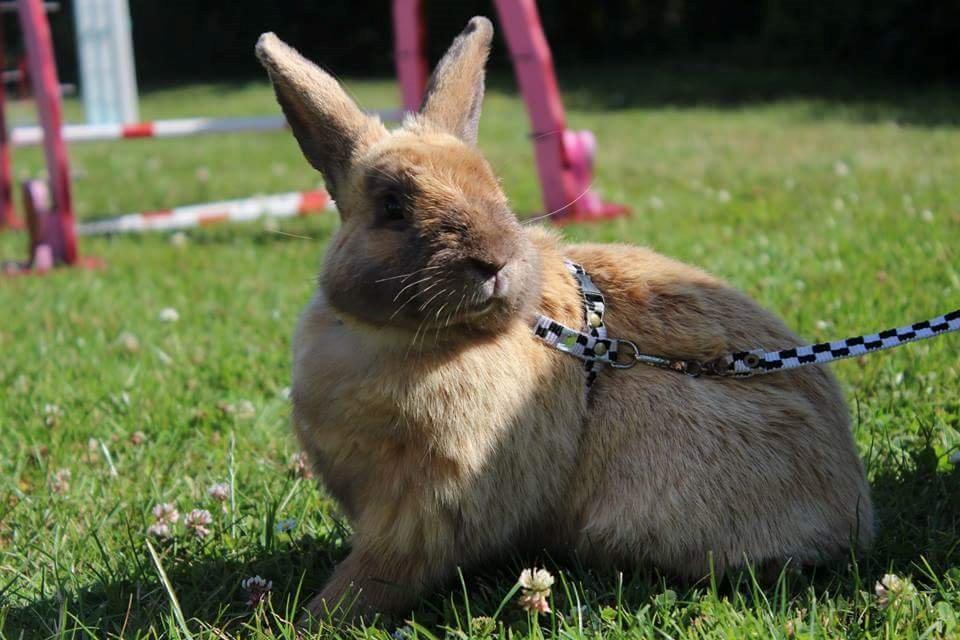 Kanin Maxi billede 1