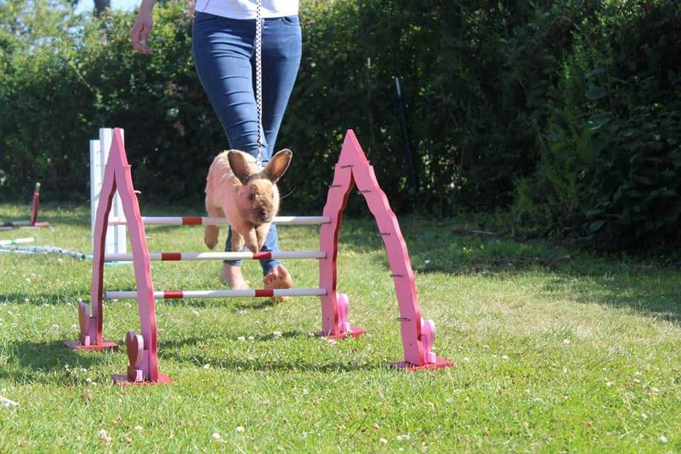 Kanin Maxi billede 14