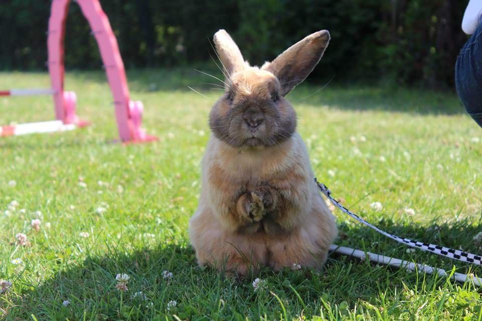 Kanin Maxi billede 20