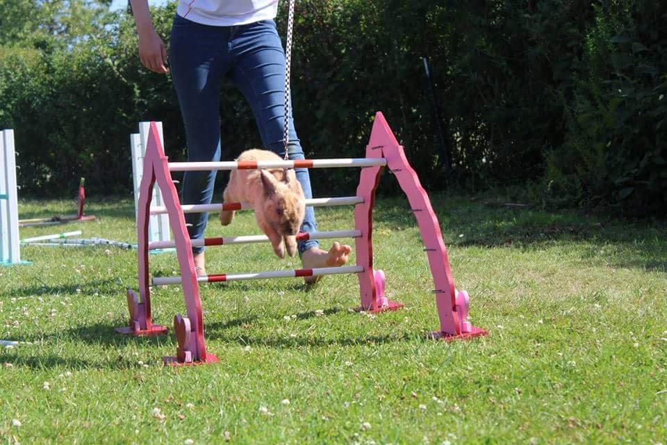 Kanin Maxi billede 16