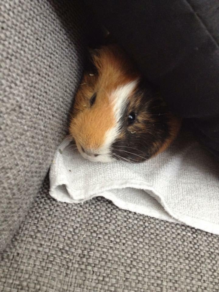 Marsvin Birk billede 9