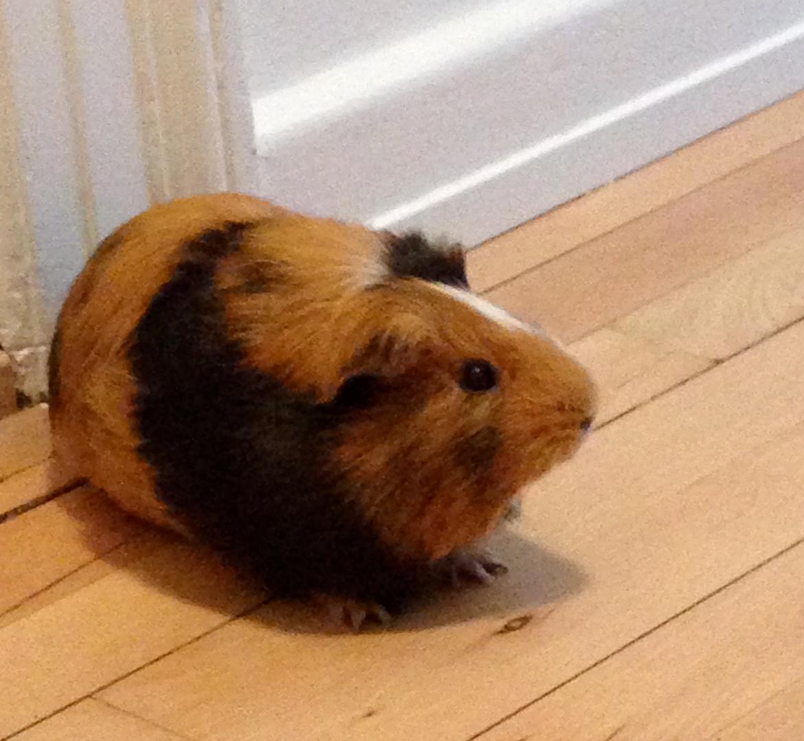 Marsvin Birk - Få dage efter vi havde fået ham. Han er ikke helt tryg ved situationen billede 1