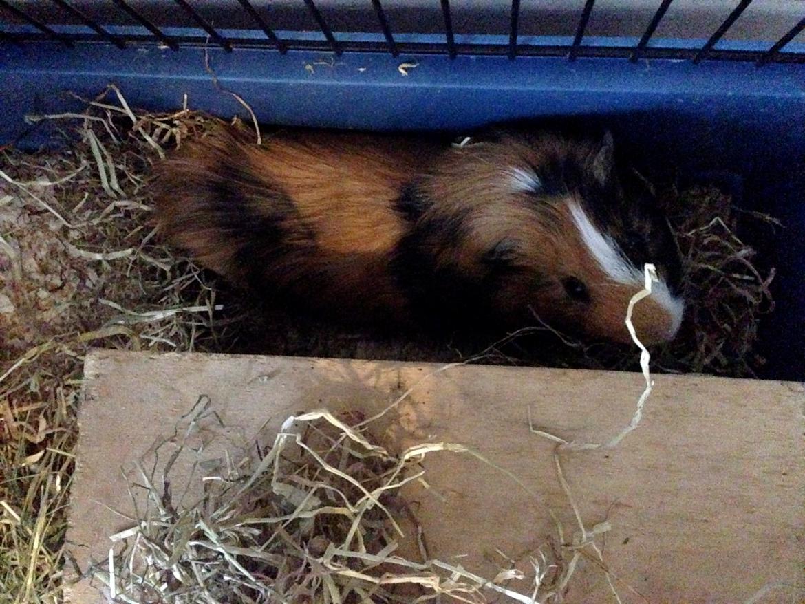 Marsvin Birk billede 14