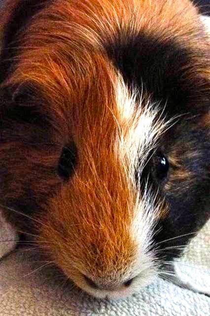 Marsvin Birk billede 15