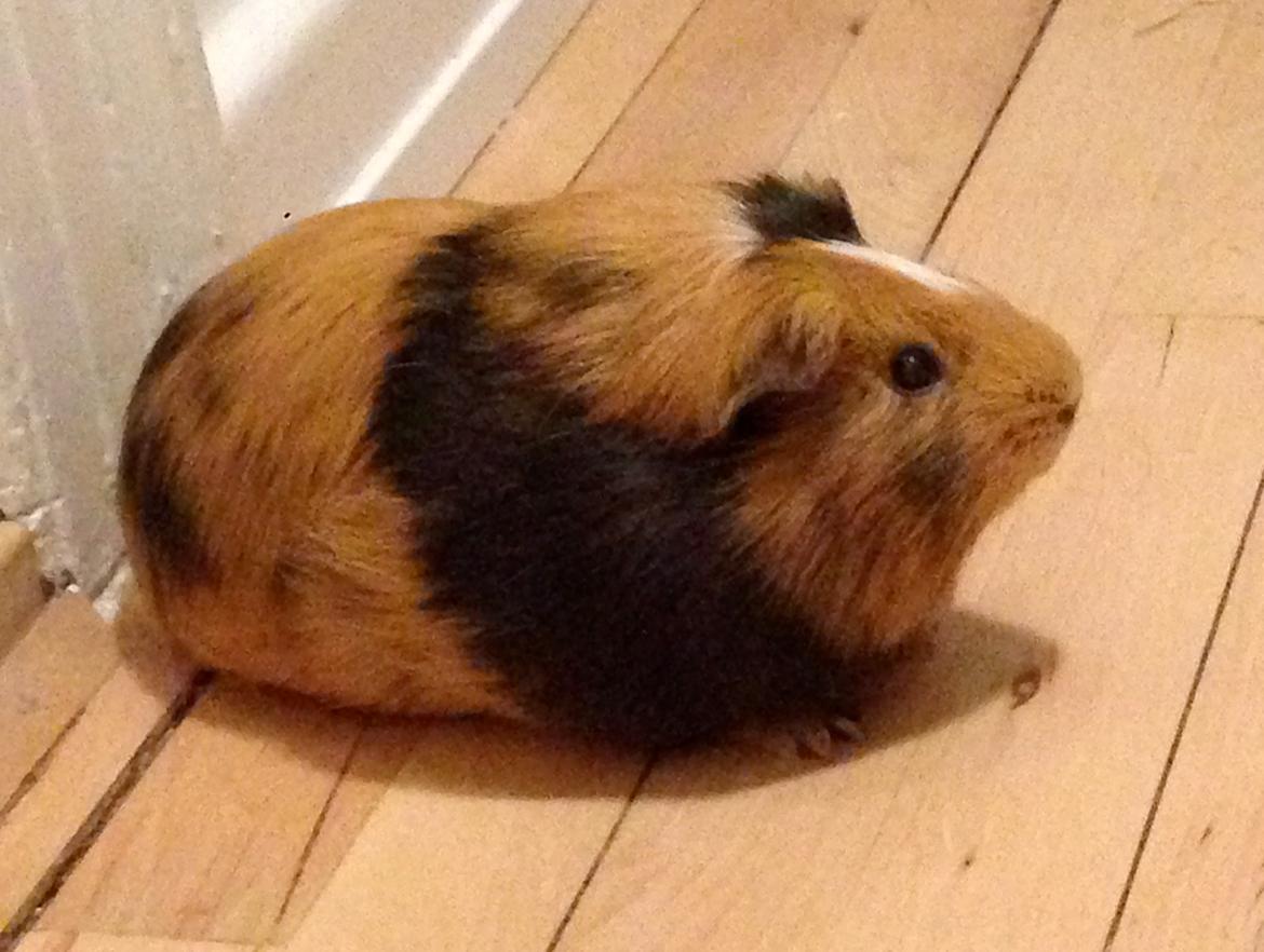 Marsvin Birk billede 2