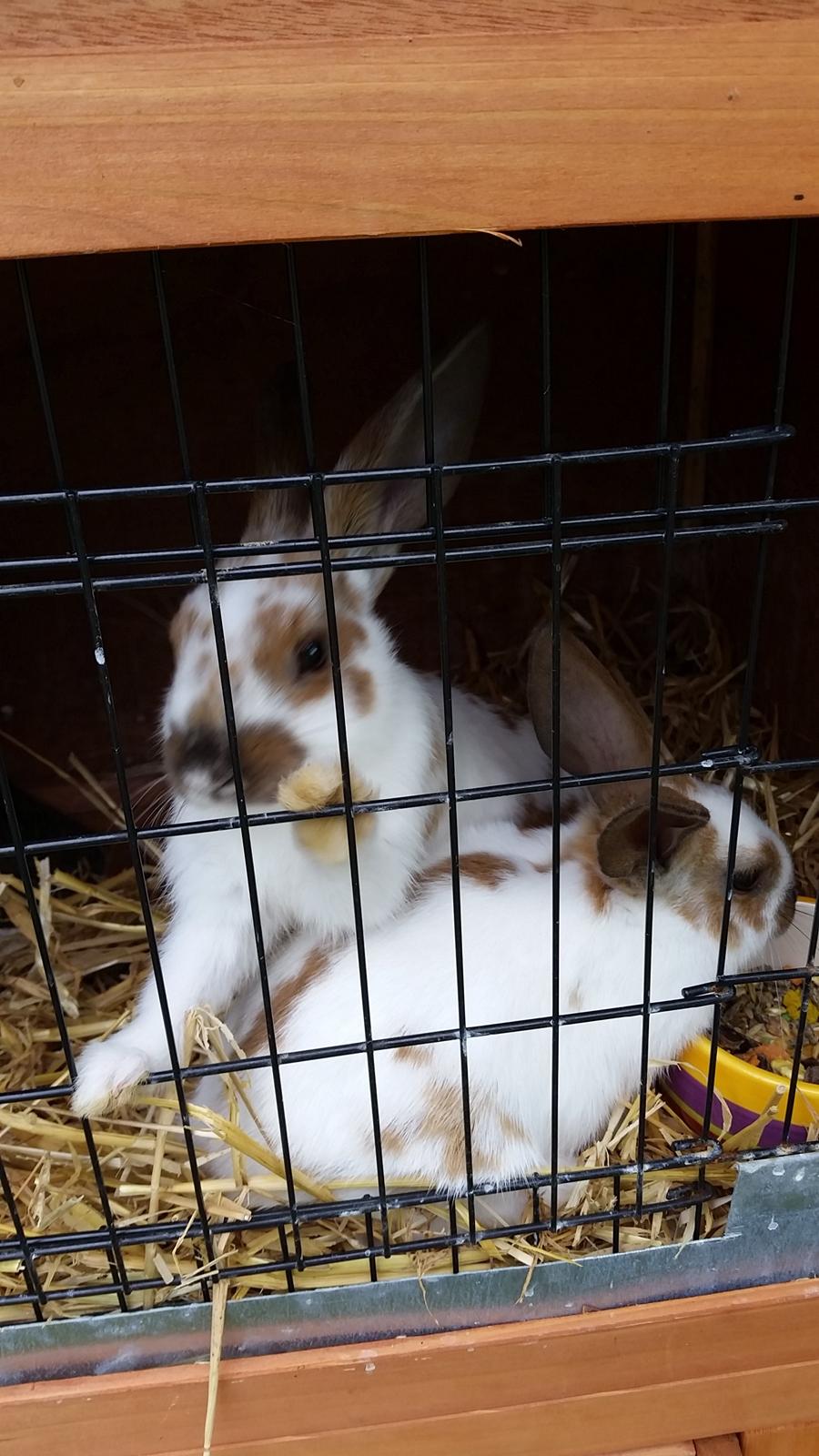 Kanin plet billede 1