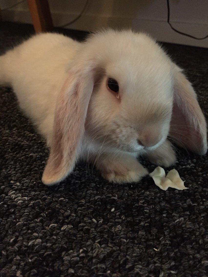 Kanin Dværgvædder Korma billede 9