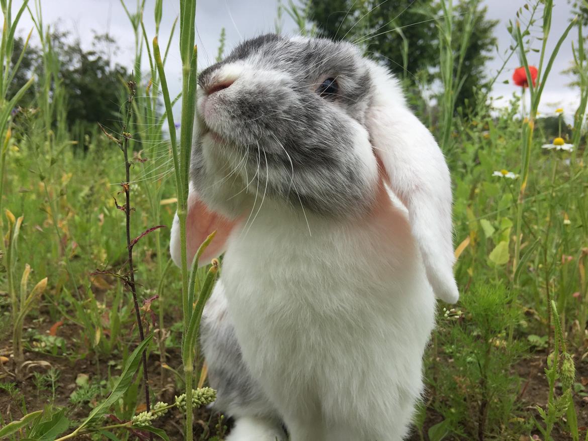 Kanin Chartie's Neuschwanstein Agent 007 billede 9