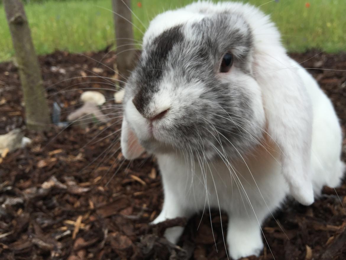 Kanin Chartie's Neuschwanstein Agent 007 billede 8