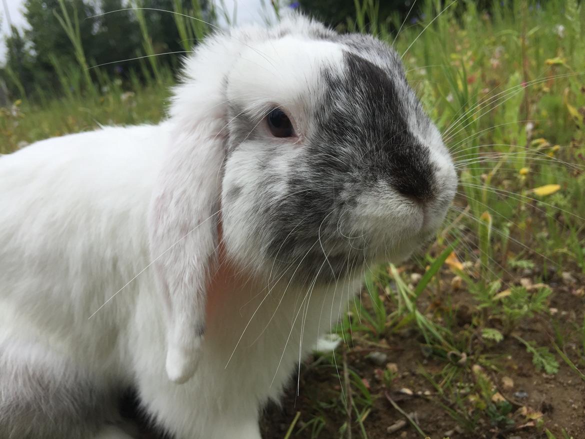 Kanin Chartie's Neuschwanstein Agent 007 billede 11