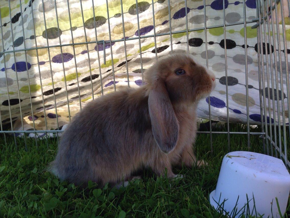 Kanin Luca *R.I.P*<3 billede 12