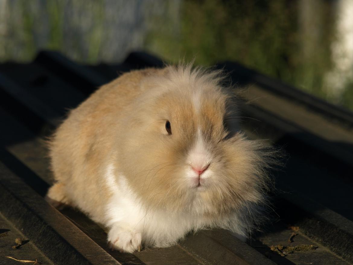 Kanin Pjuske billede 4