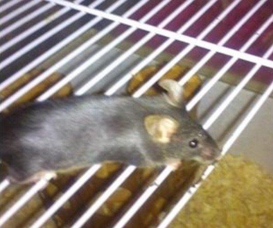 Mus Muse mor R.I.P billede 6