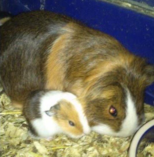 Marsvin Sara R.I.P - Sara med hendes unge  billede 14