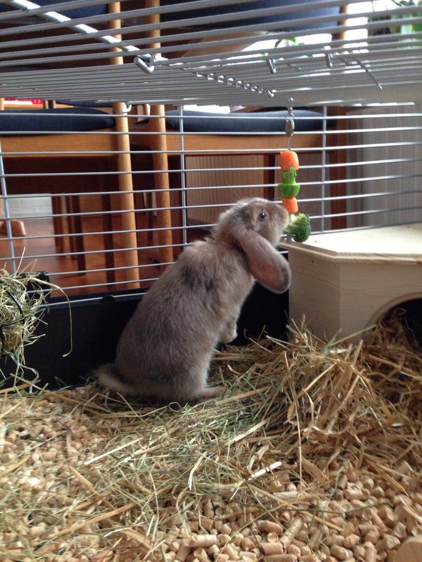 Kanin Luca *R.I.P*<3 billede 14