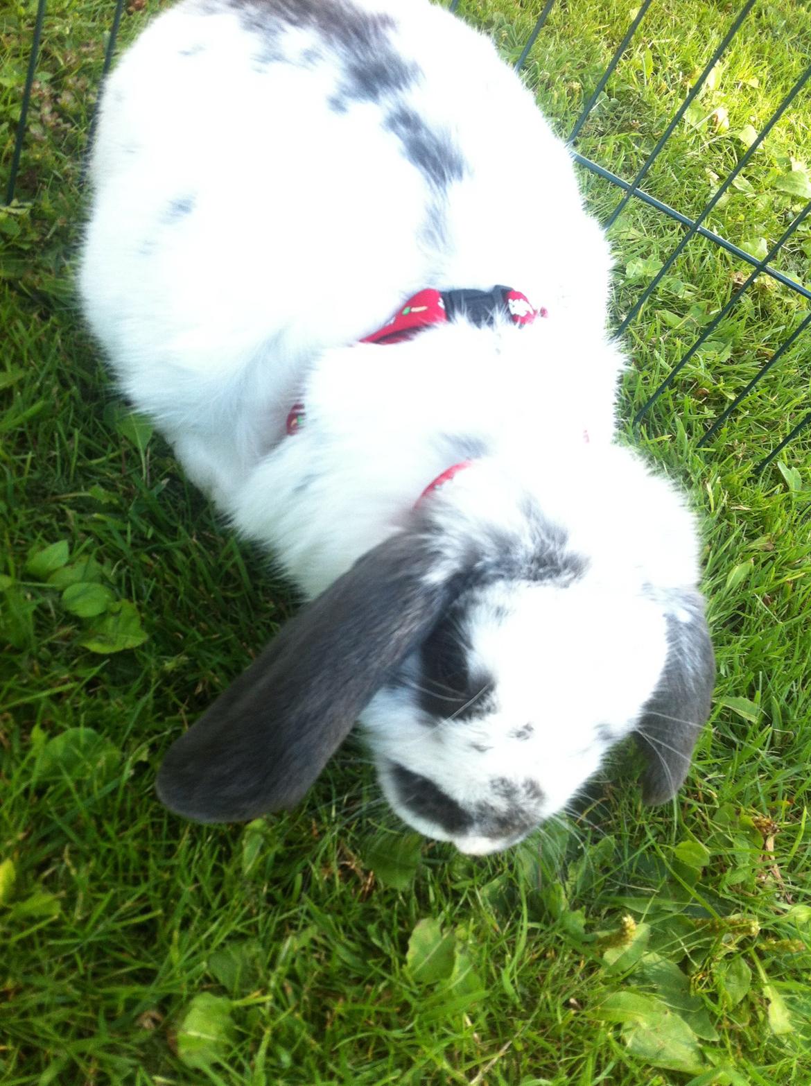 Kanin Sofus R.I.P! Sov sødt <3 :( billede 24