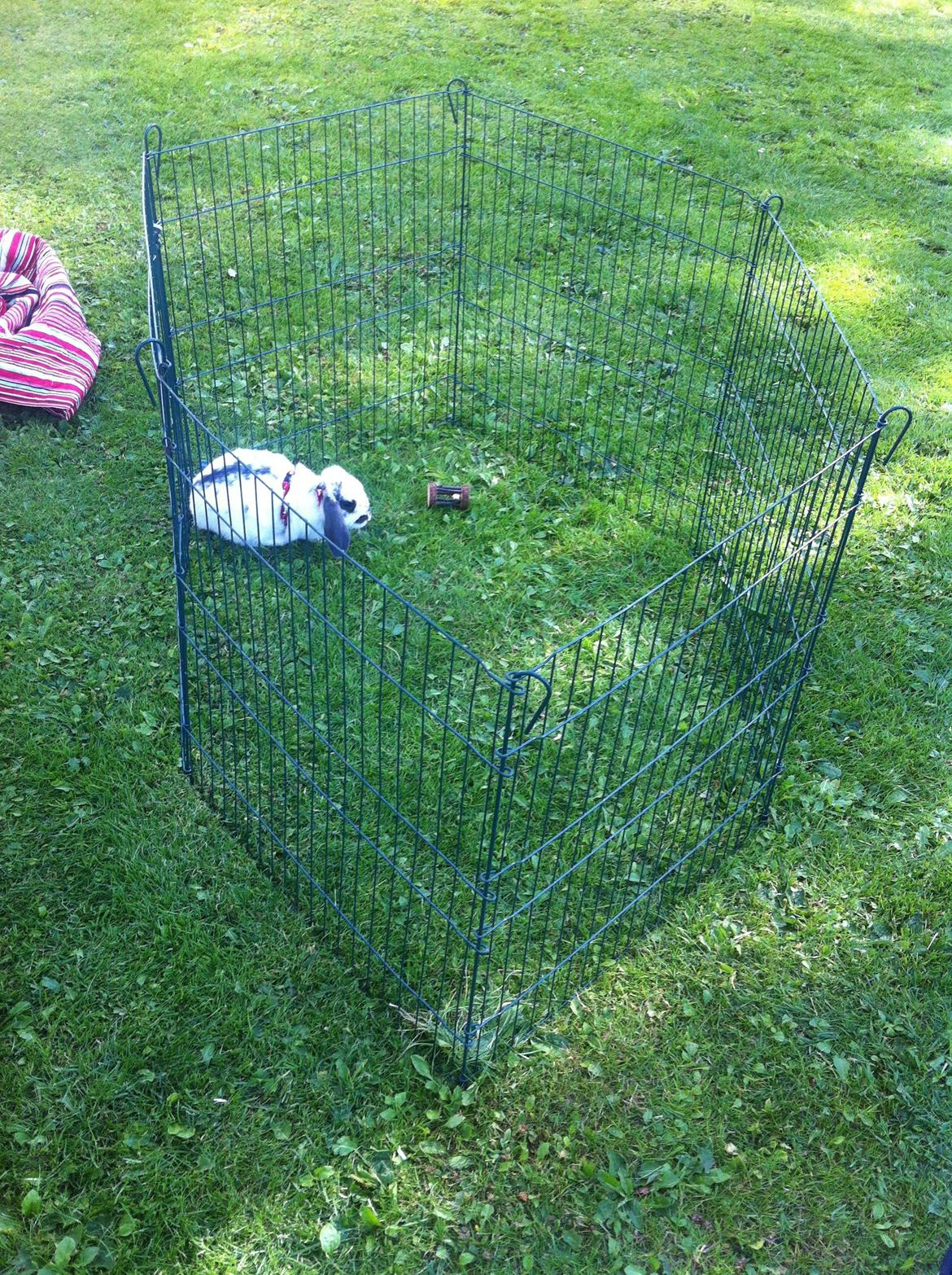 Kanin Sofus R.I.P! Sov sødt <3 :( billede 23