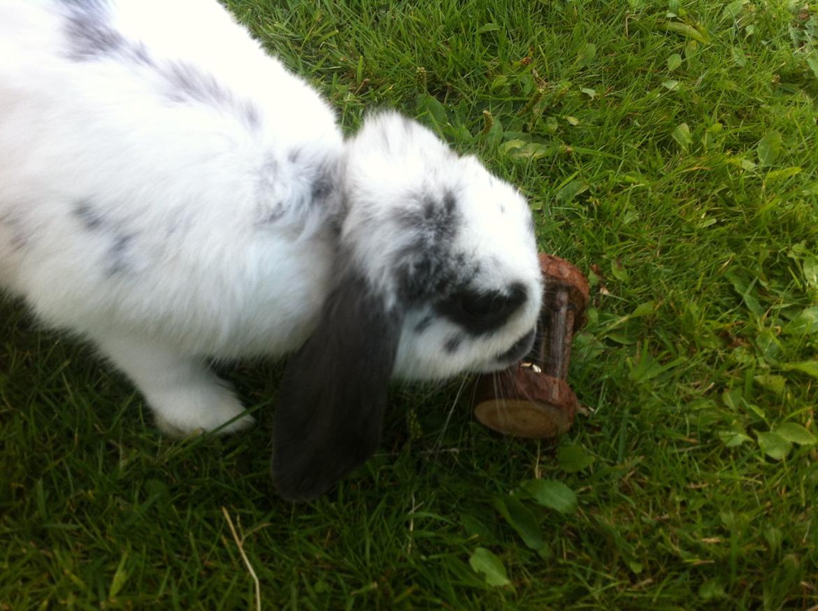 Kanin Sofus R.I.P! Sov sødt <3 :( billede 26