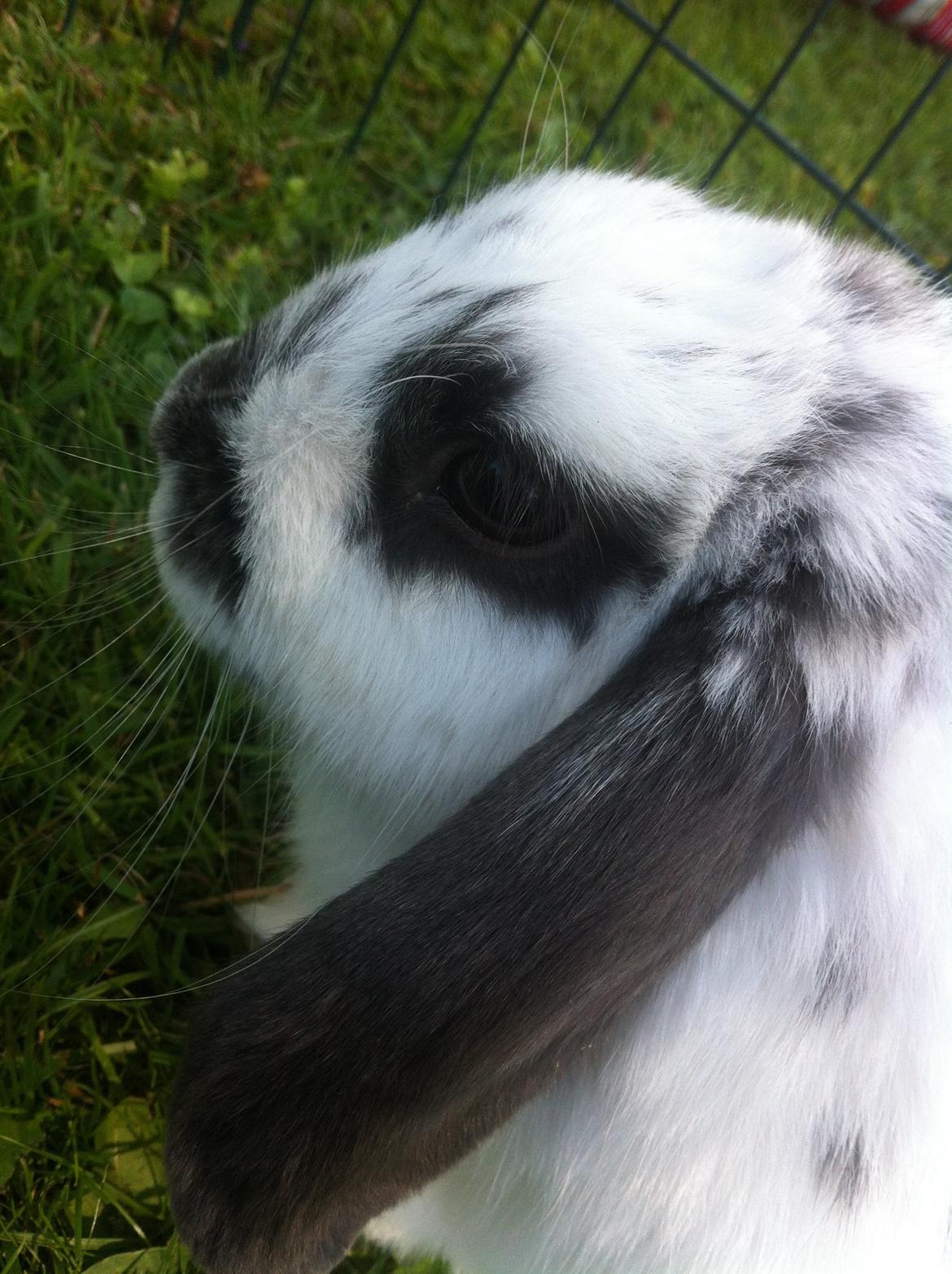 Kanin Sofus R.I.P! Sov sødt <3 :( billede 27