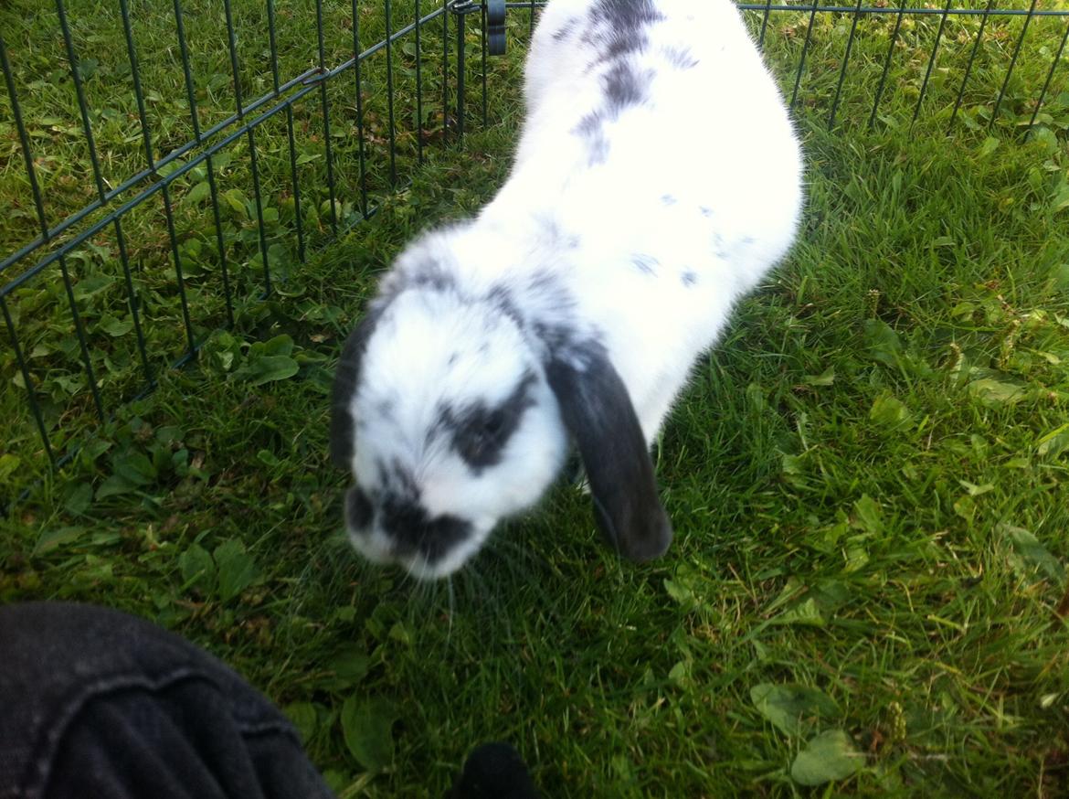 Kanin Sofus R.I.P! Sov sødt <3 :( billede 25