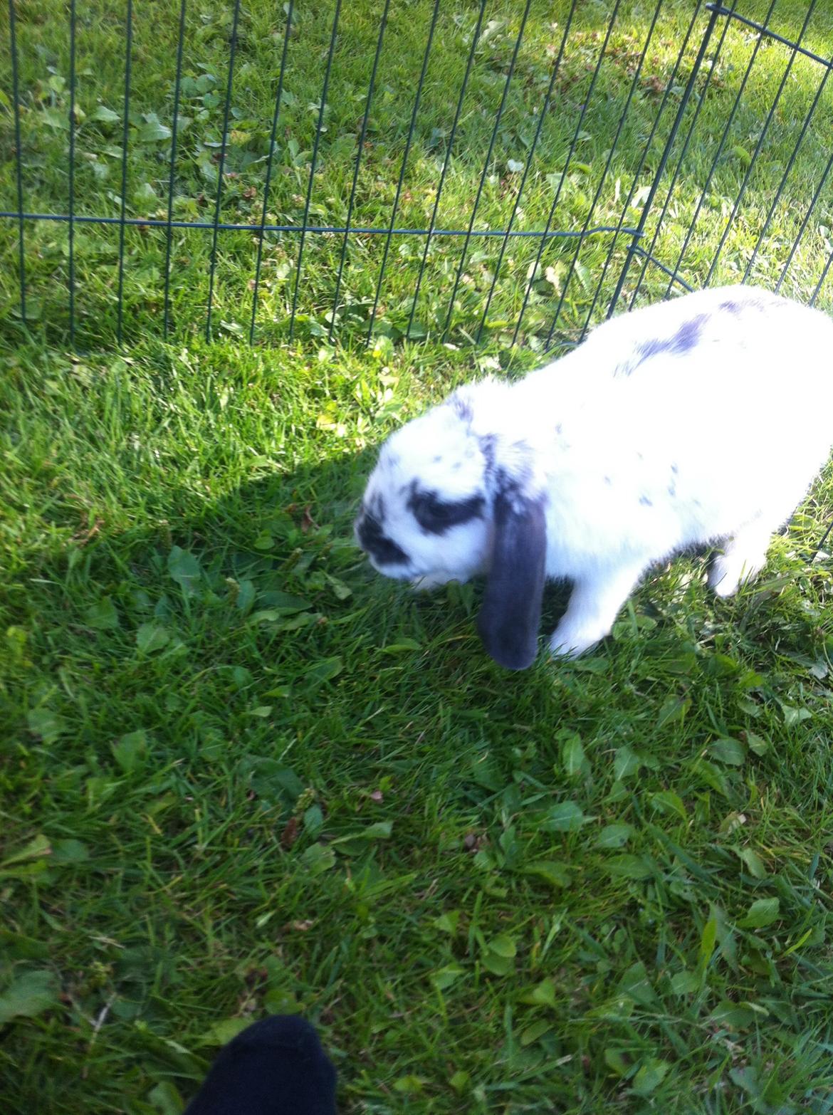 Kanin Sofus R.I.P! Sov sødt <3 :( billede 29