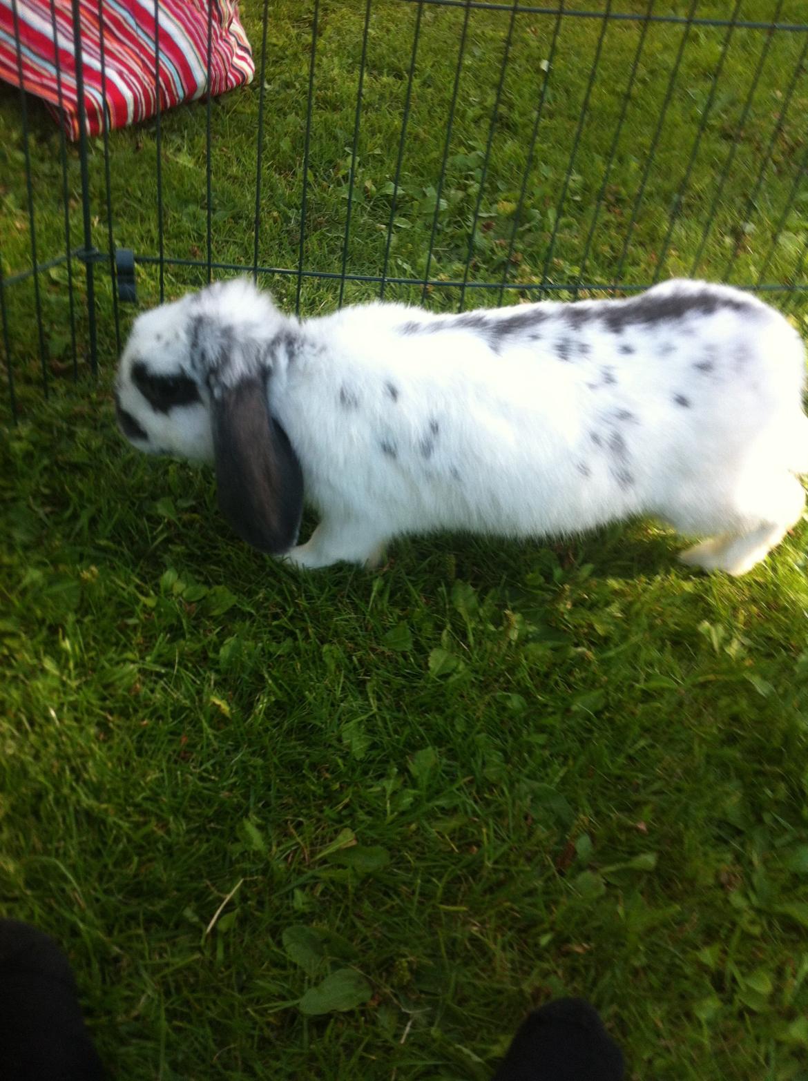 Kanin Sofus R.I.P! Sov sødt <3 :( billede 30