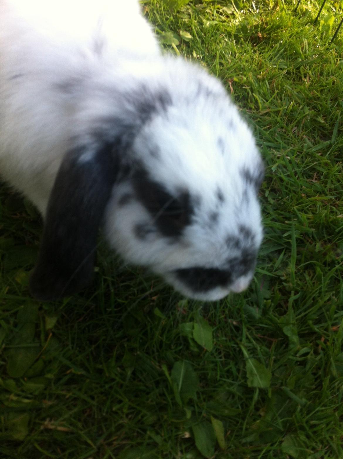 Kanin Sofus R.I.P! Sov sødt <3 :( billede 28