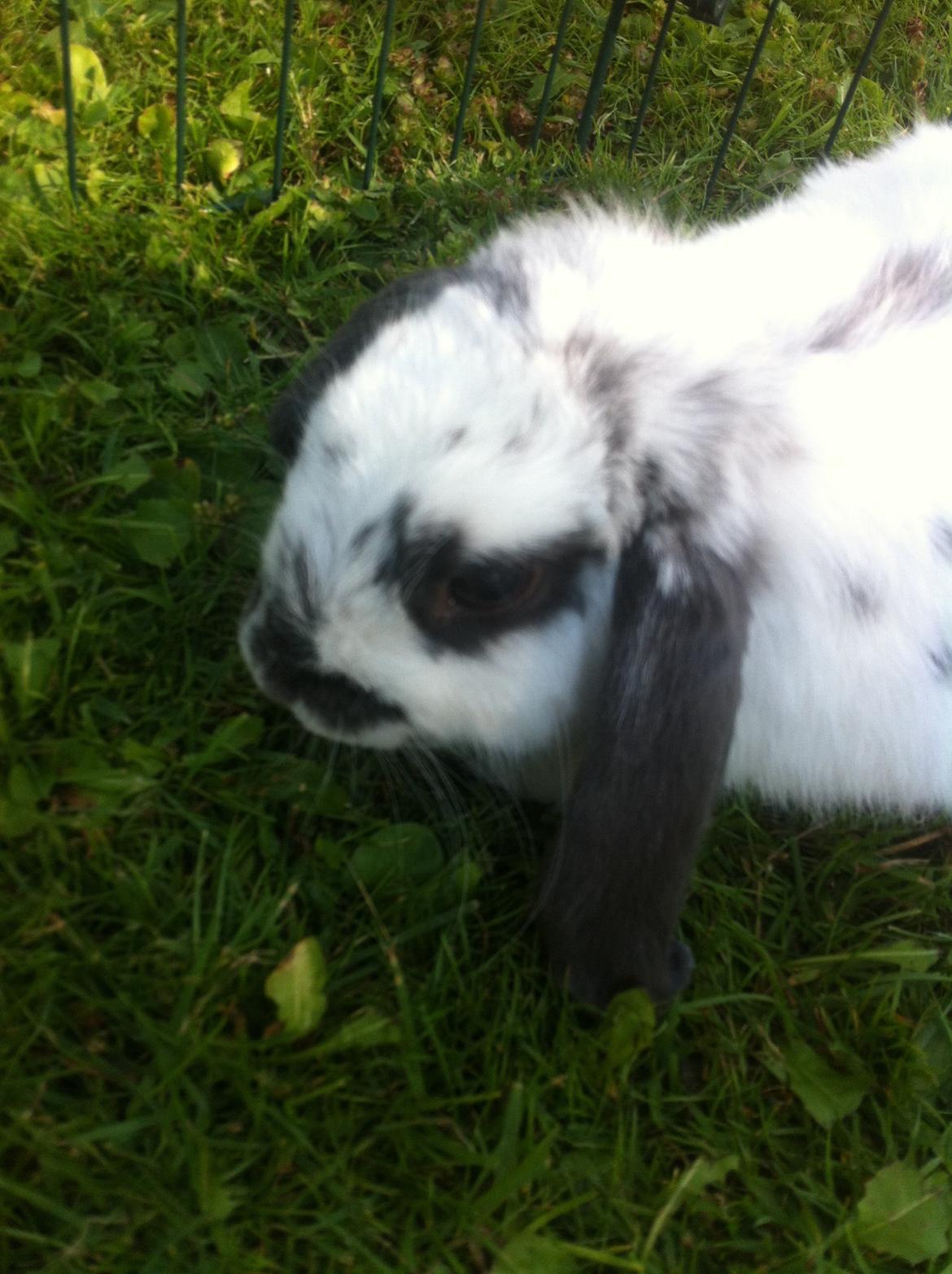 Kanin Sofus R.I.P! Sov sødt <3 :( billede 32