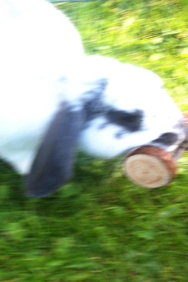 Kanin Sofus R.I.P! Sov sødt <3 :( billede 31