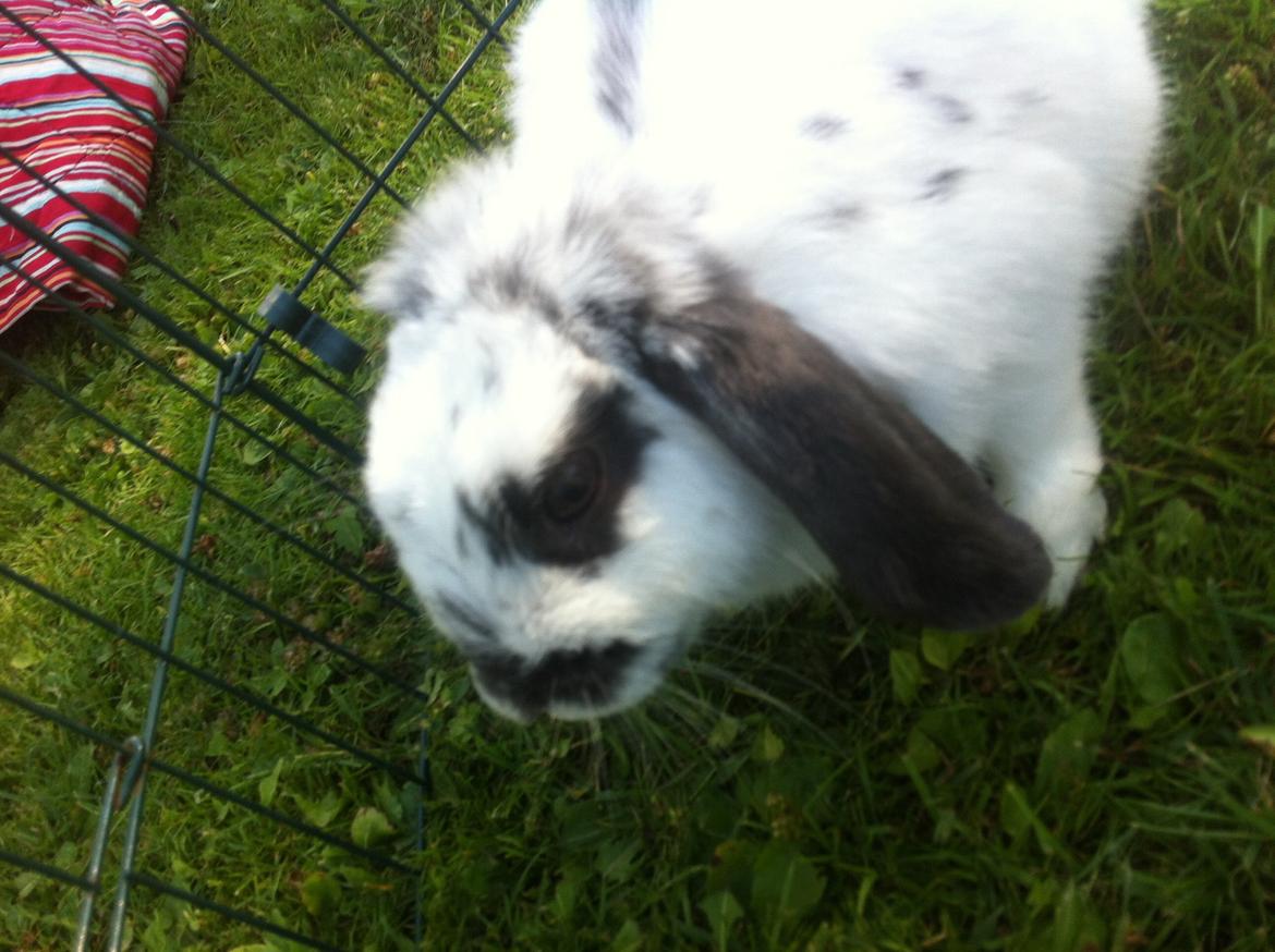 Kanin Sofus R.I.P! Sov sødt <3 :( billede 33