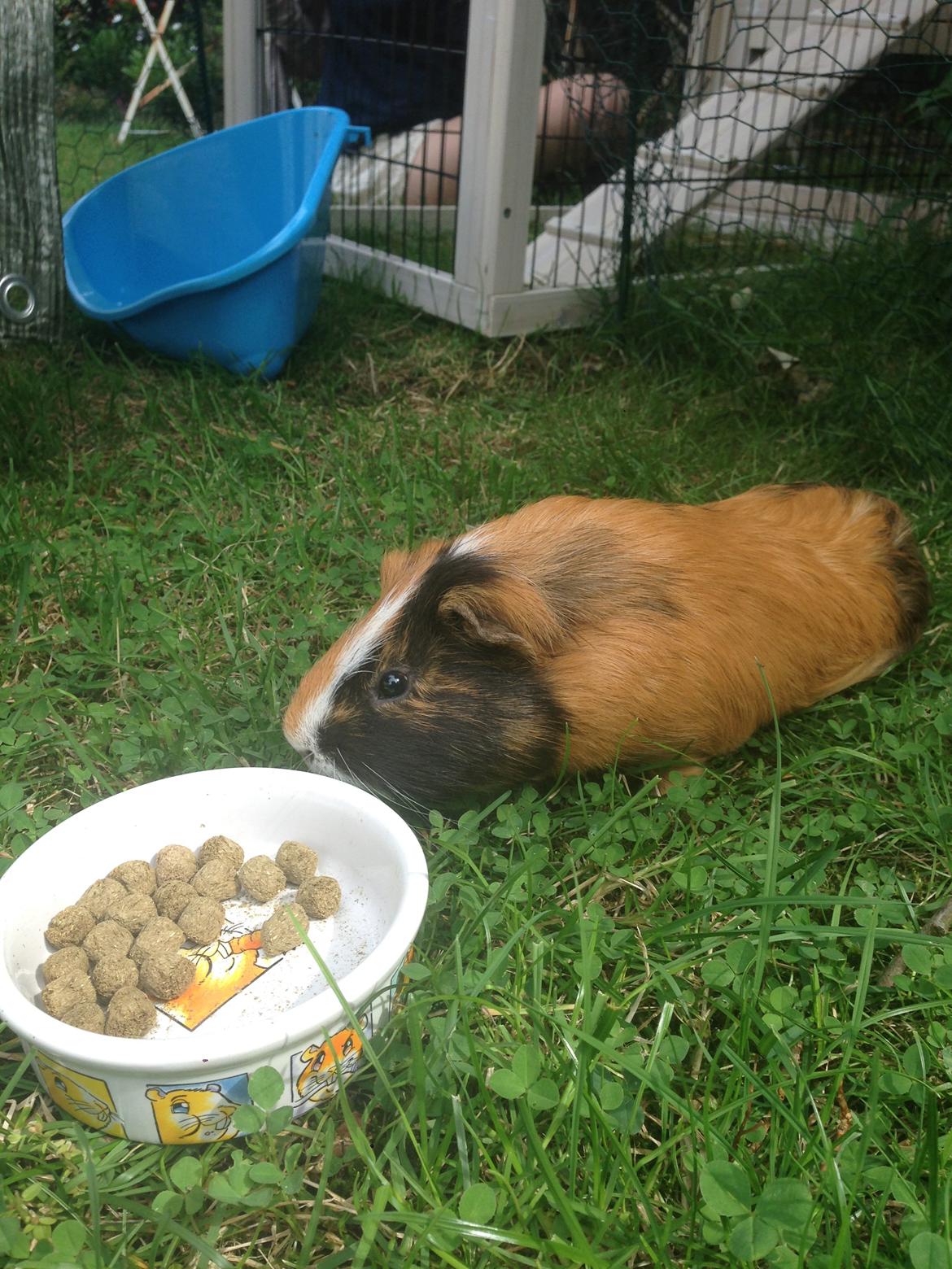 Marsvin Birk billede 11