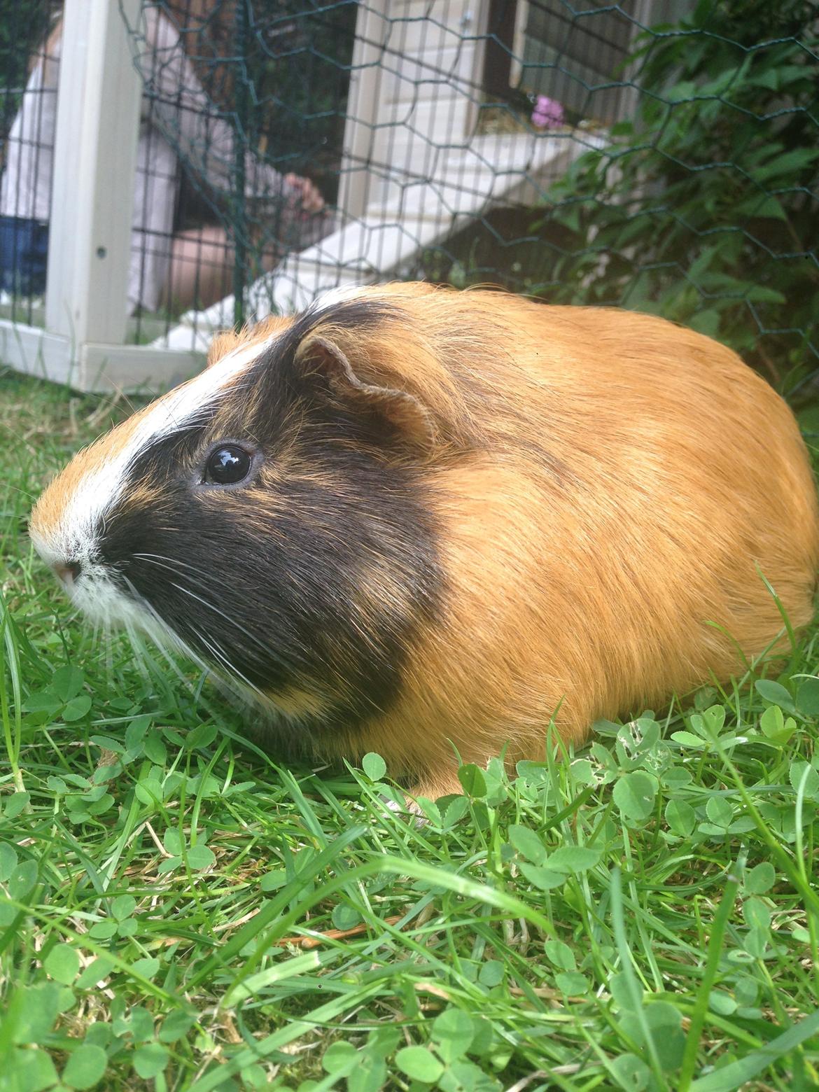 Marsvin Birk billede 12