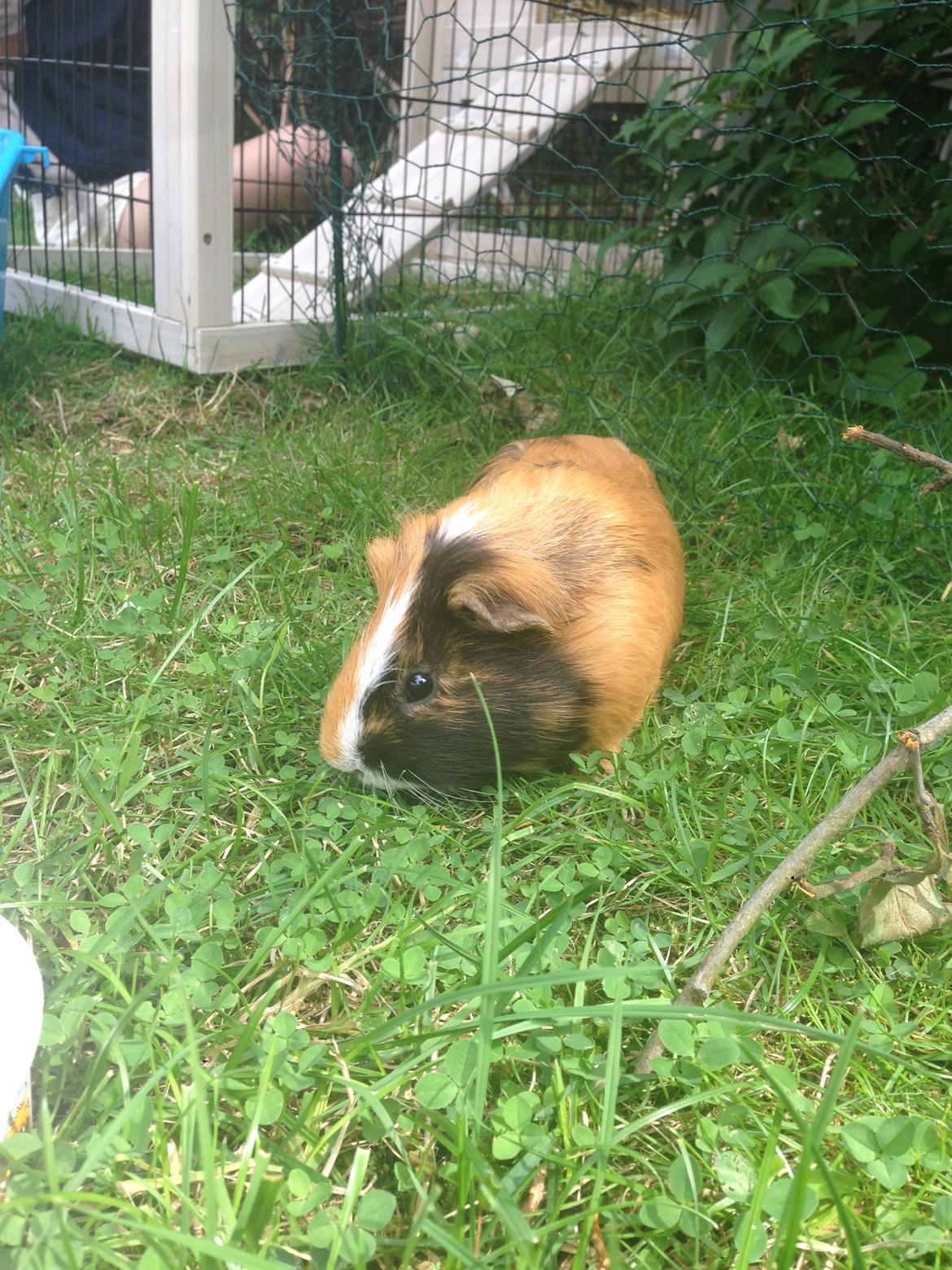 Marsvin Birk billede 13