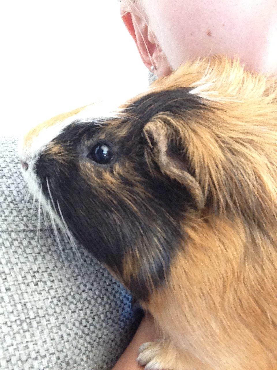 Marsvin Birk - Puttefyr billede 10