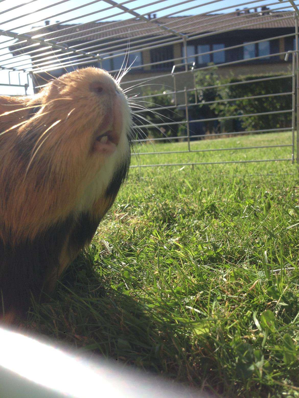 Marsvin Birk billede 7