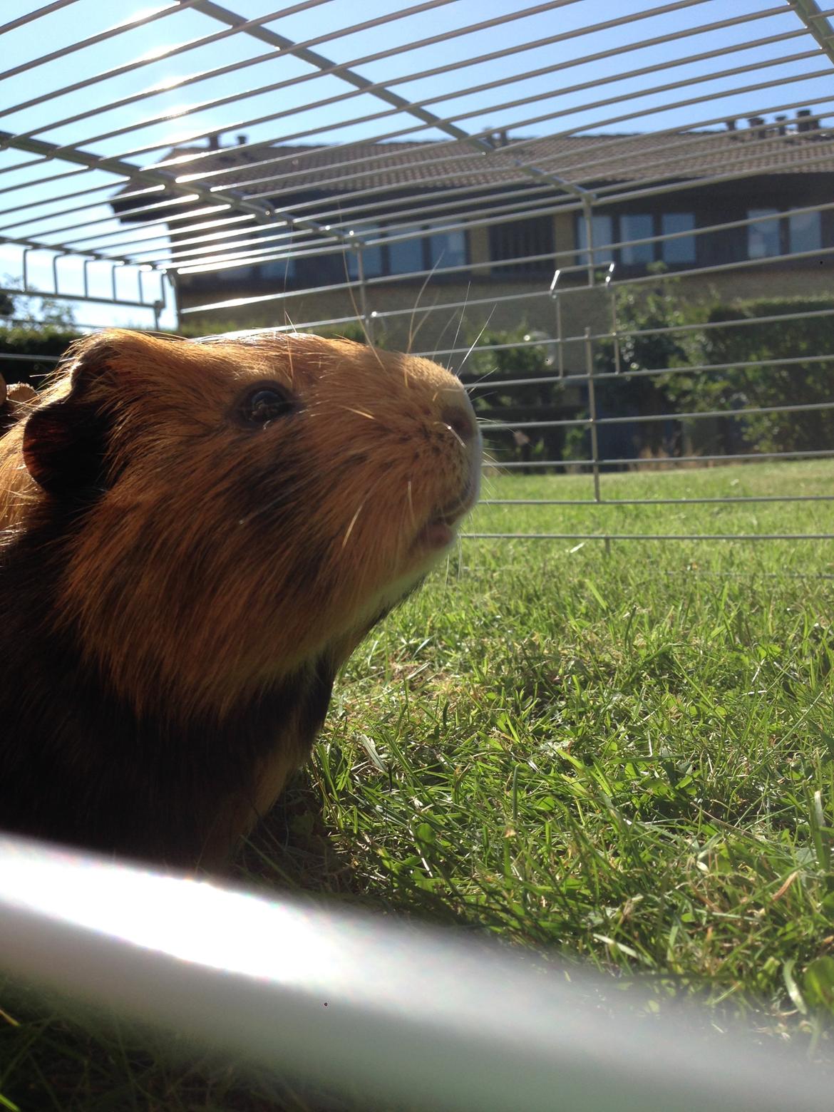 Marsvin Birk billede 4