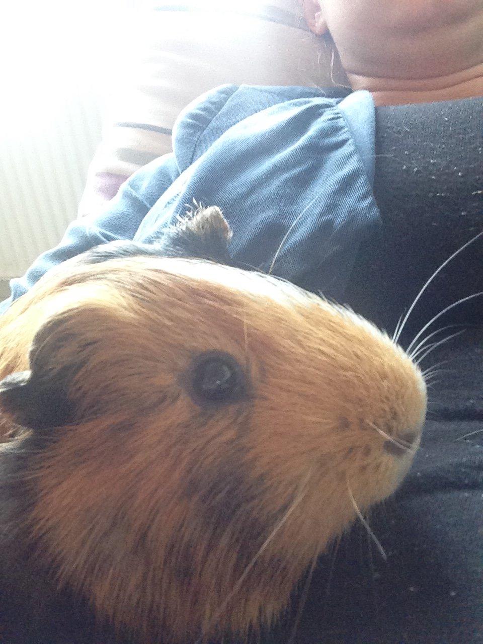 Marsvin Birk billede 16