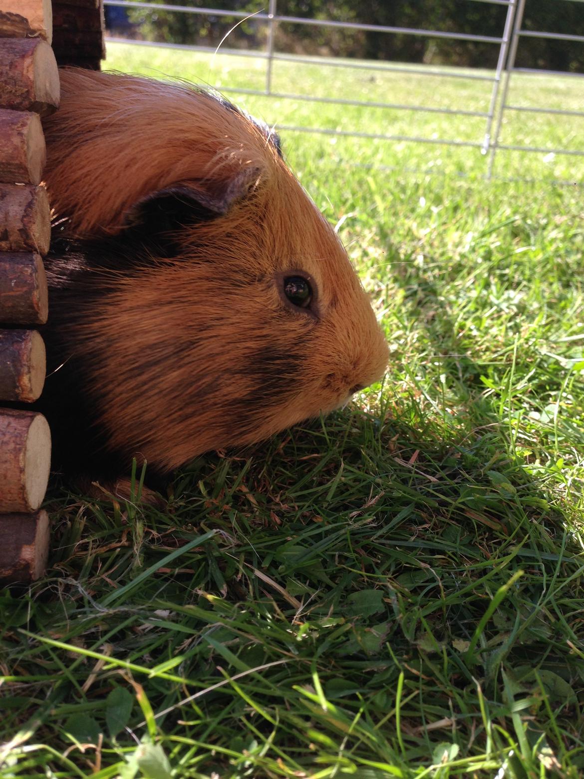 Marsvin Birk billede 6