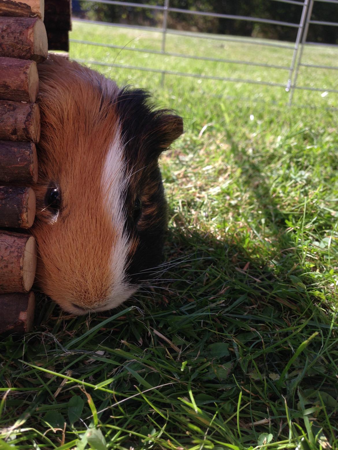 Marsvin Birk billede 5