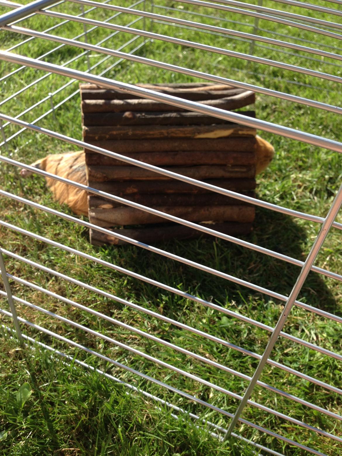 Marsvin Birk - Det er ikke sjovt, når man er for lang til ens hus.. billede 8