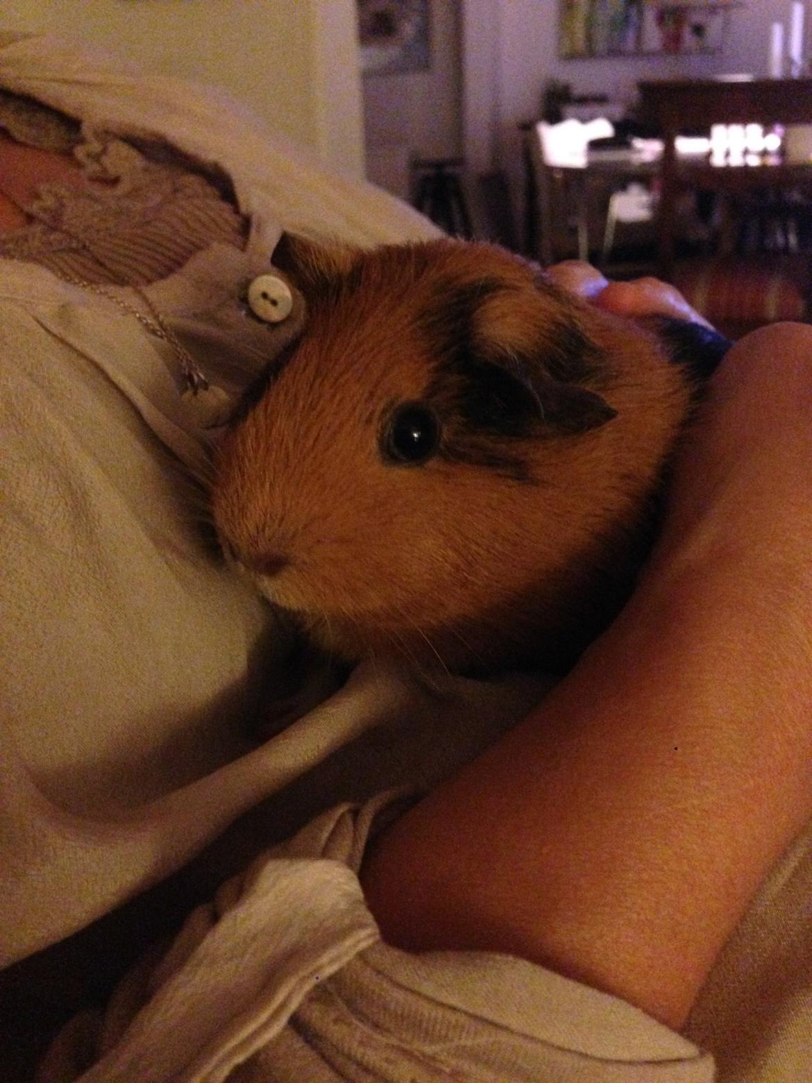 Marsvin Arno billede 7