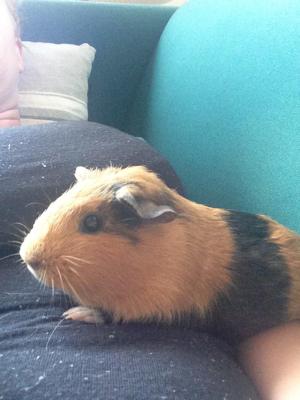 Marsvin Arno billede 8