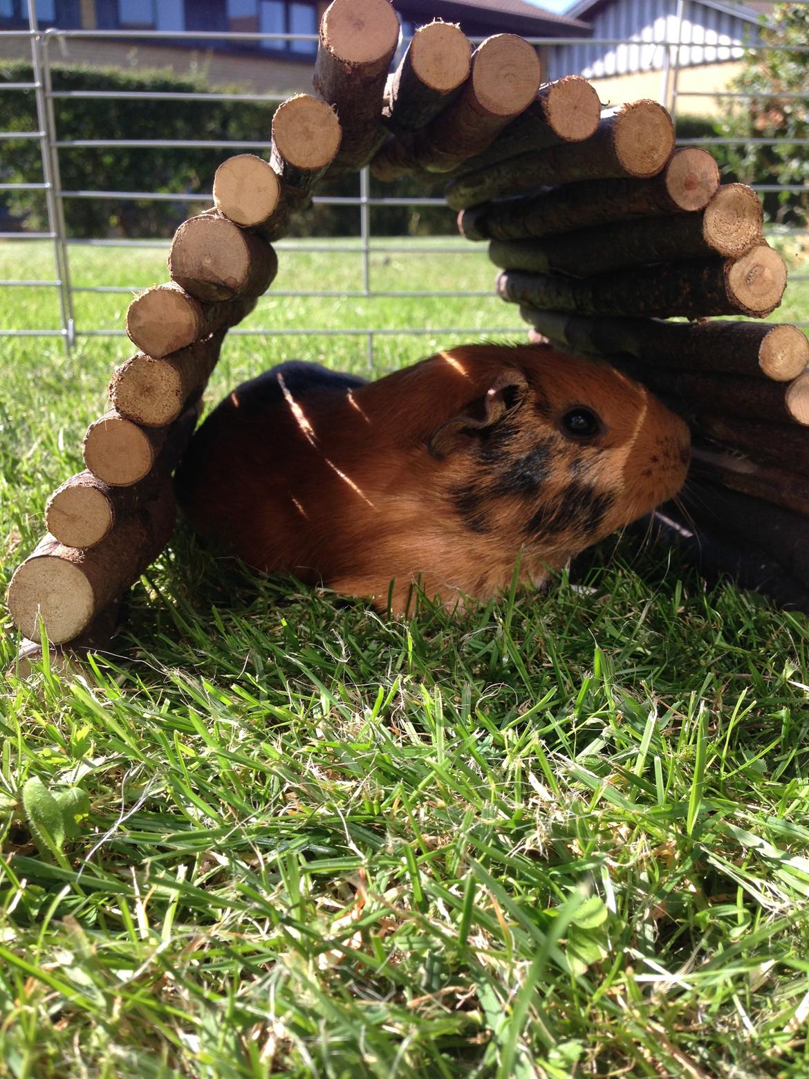 Marsvin Arno billede 5