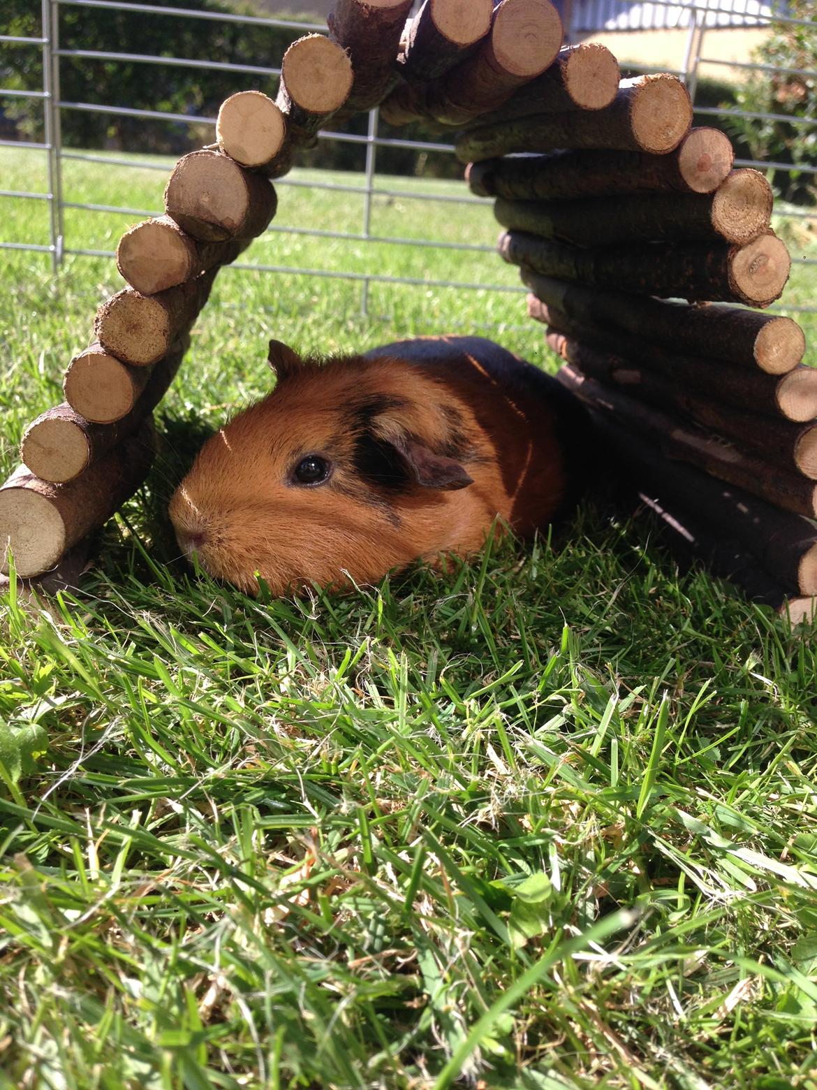 Marsvin Arno billede 6